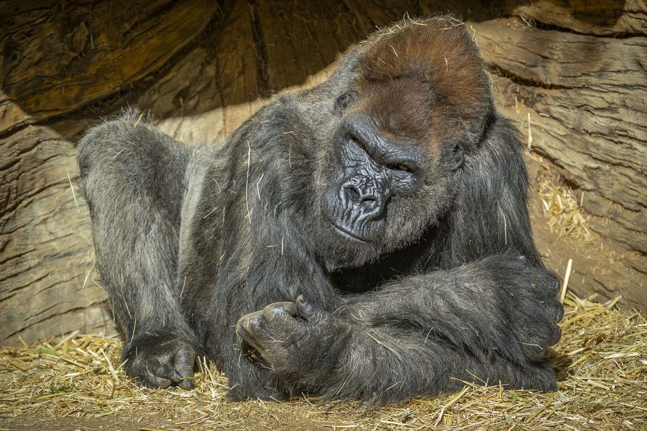 Gorillor smittade av covid-19 på San Diego Zoo