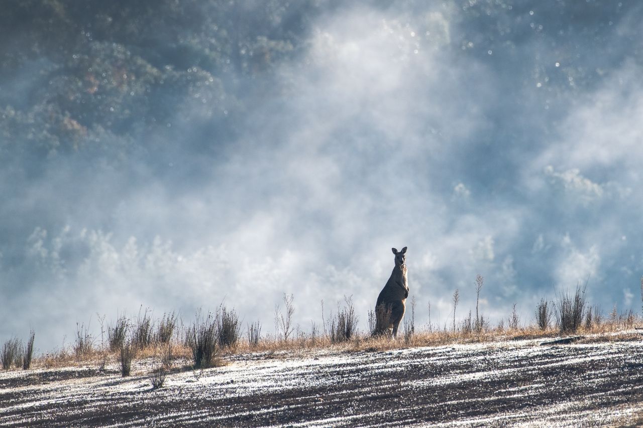 Google hotar att stänga ner sin sökmotor i Australien