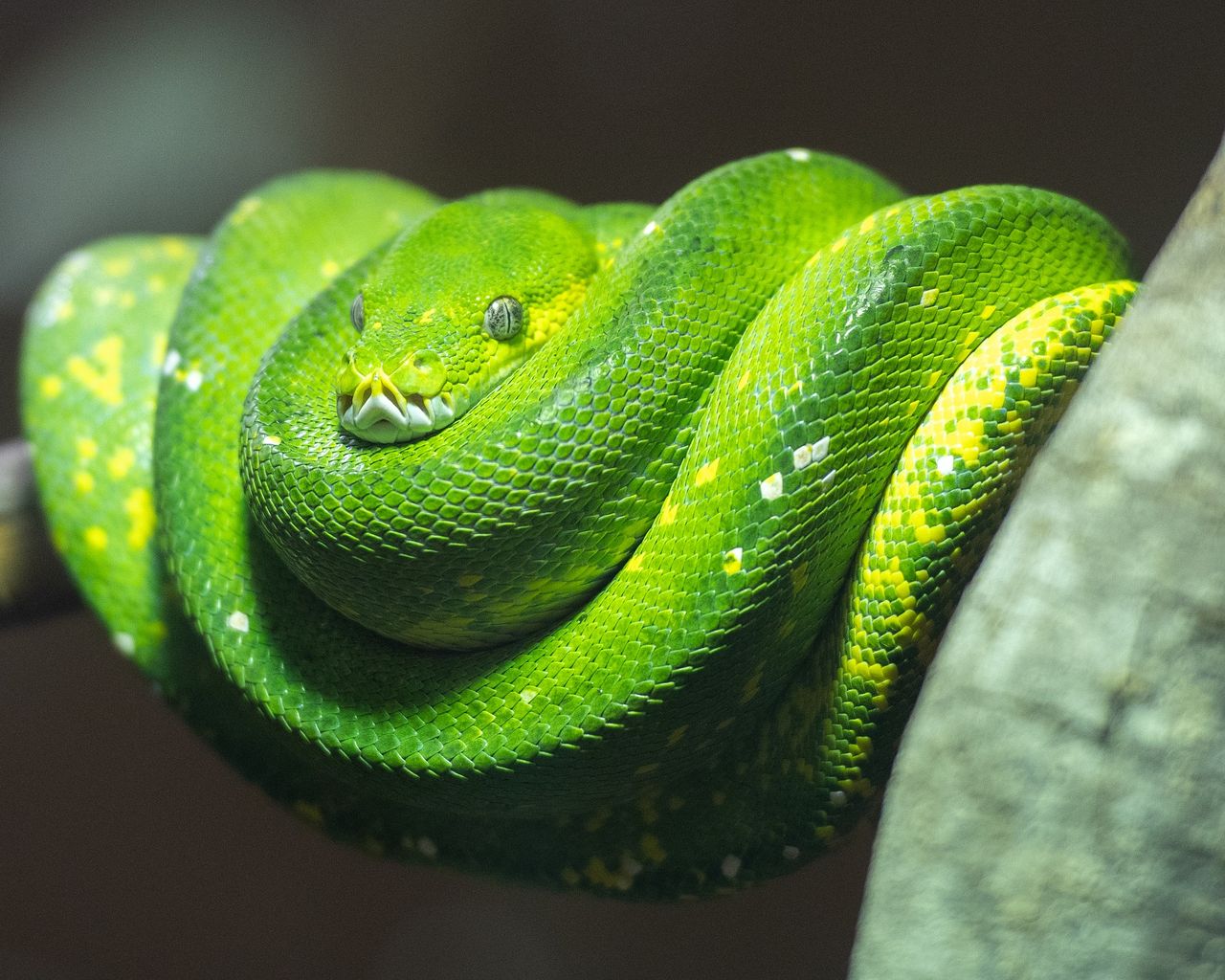 Python var det programmeringsspråk som ökade mest 2020