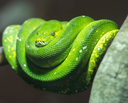 Tumnagel