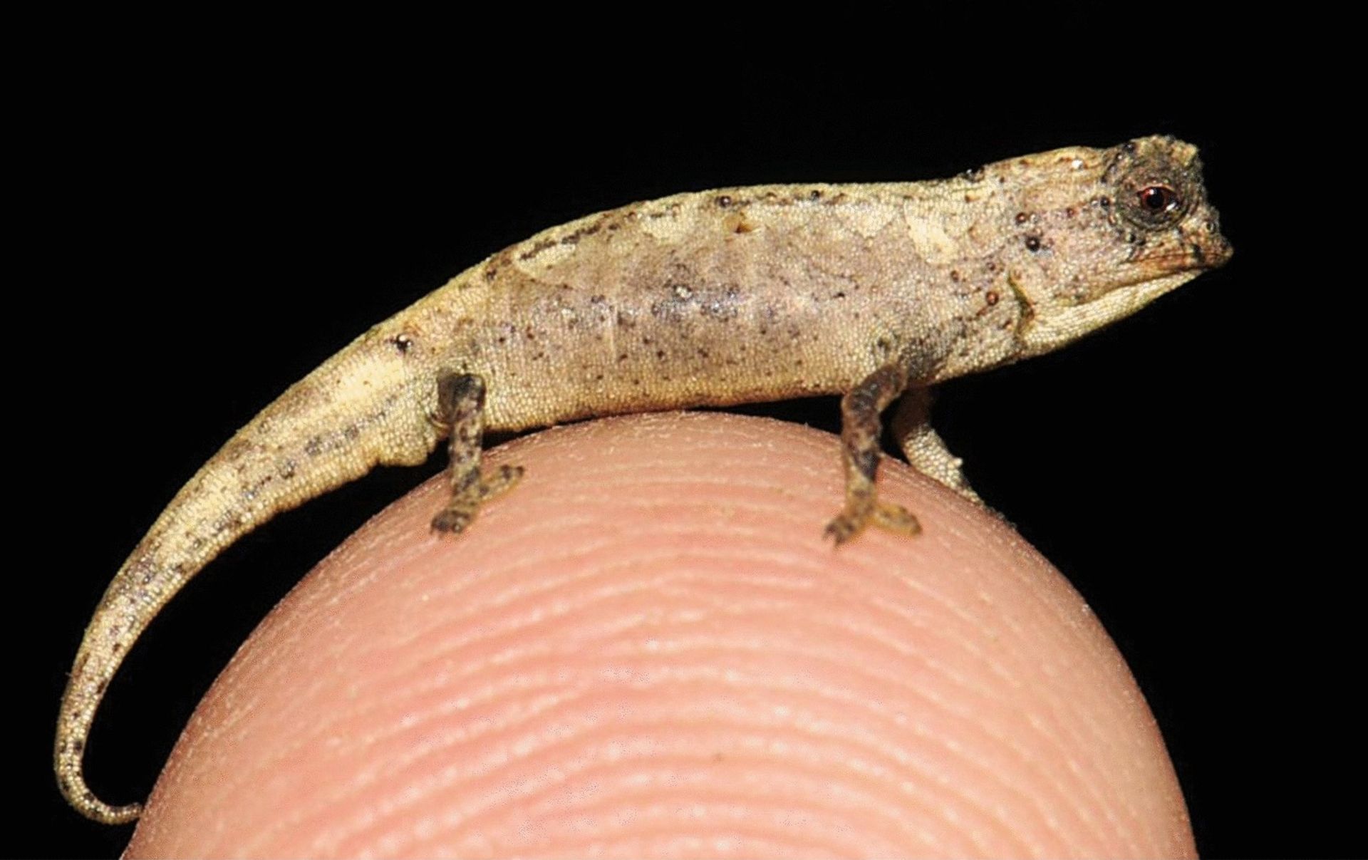 Brookesia nana kan vara världens minsta reptil