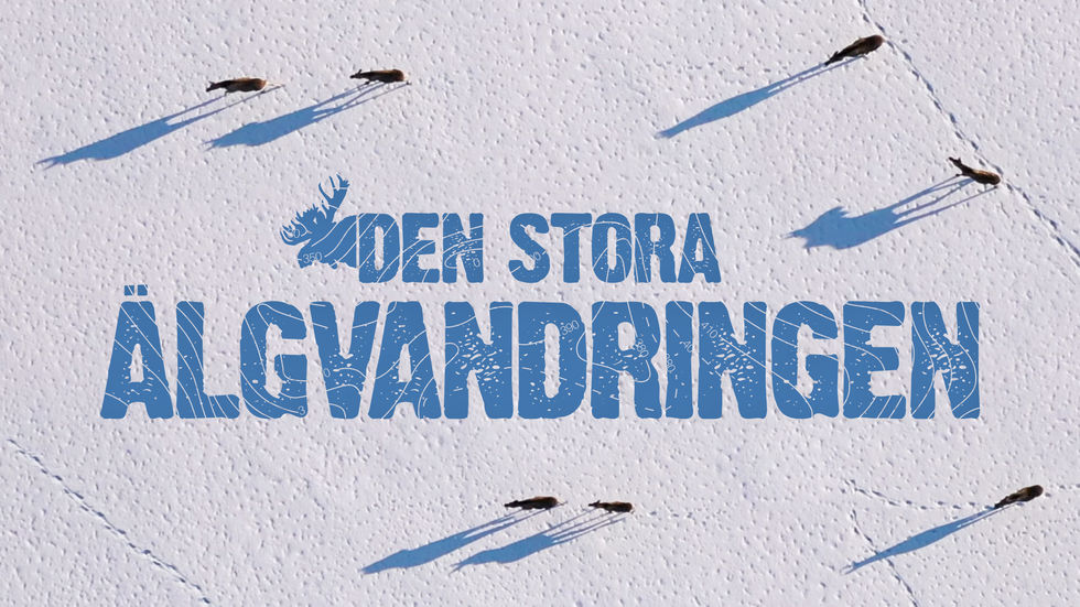 SVT kör Den stora älgvandringen även i år. Slowtv när den är som bäst