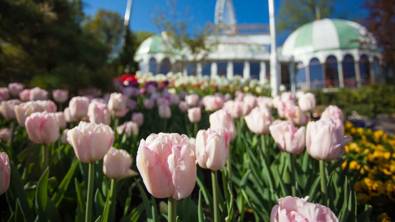Liseberg öppnar upp som promenadpark