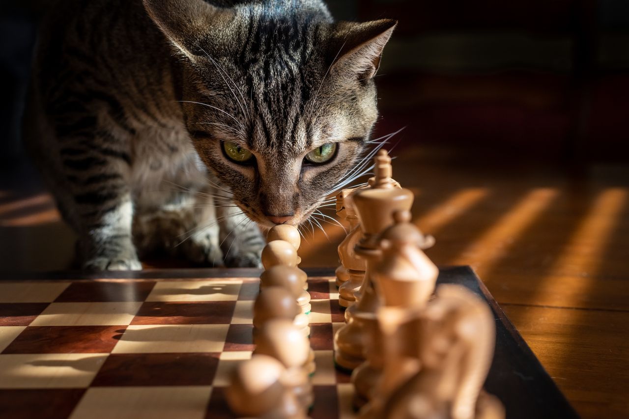 Garry Kasparov lanserar shackplattform