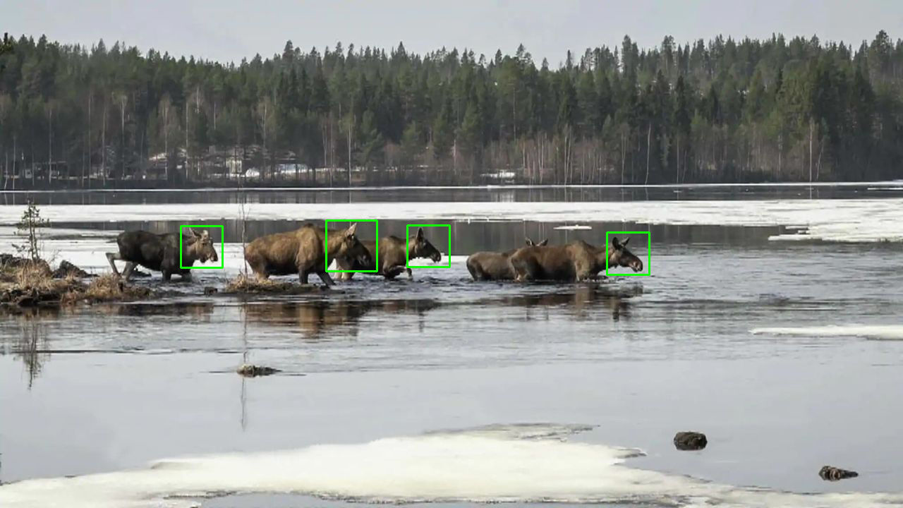 AI hjälper SVT att hålla koll på älgar