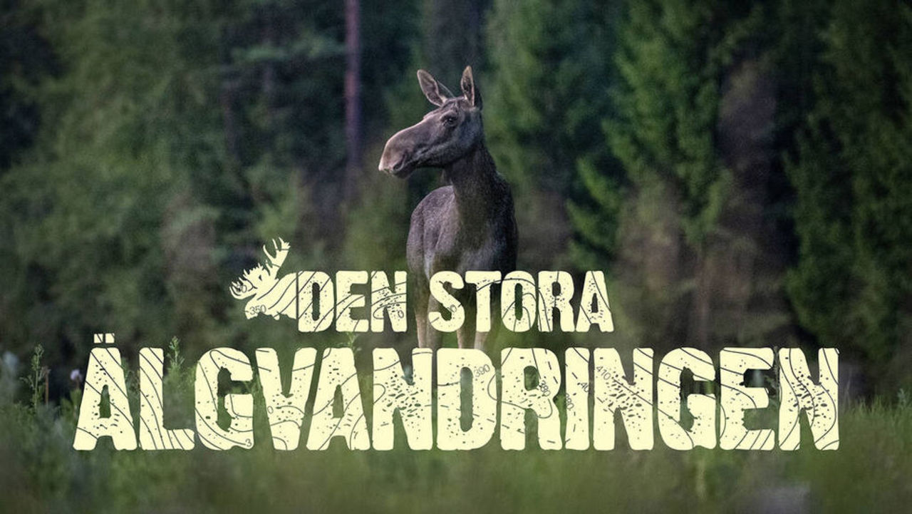 Den stora älgvandringen kommer tillbaka 2022