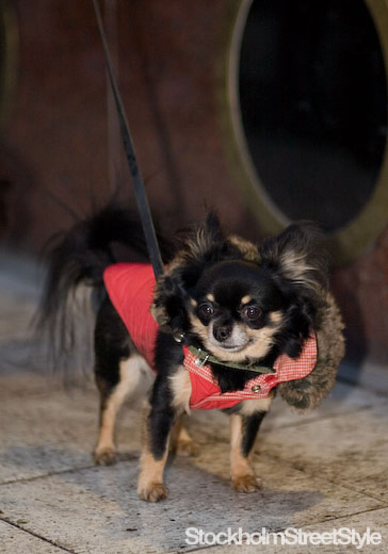 Stockholm Dogstyle