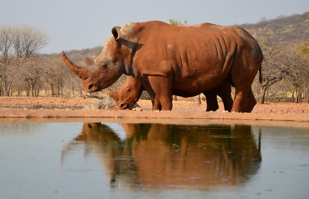 Kraftigt minskad tjuvjakt i Namibia