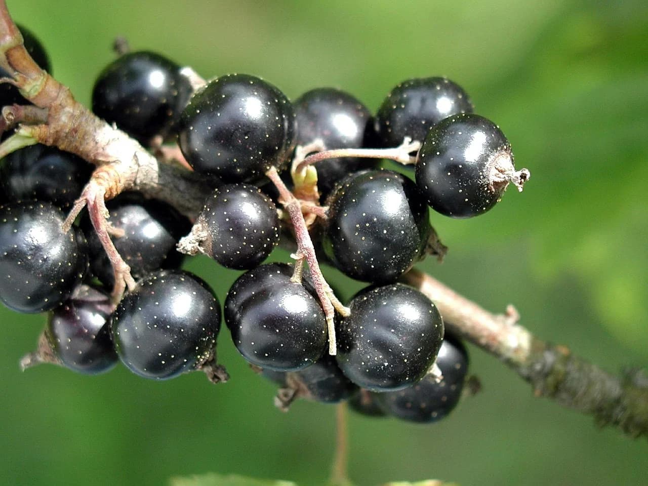 Researchers are developing a new kind of black currant.  Which are not so sour