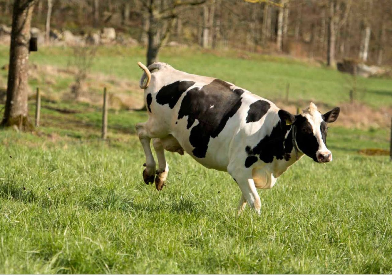 Lyssna på kor för att bli lite lugn