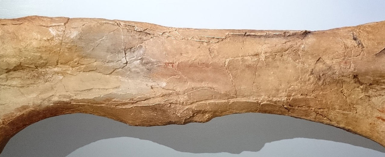 80 miljoner år gammalt dinosaurieben hittat i Skåne