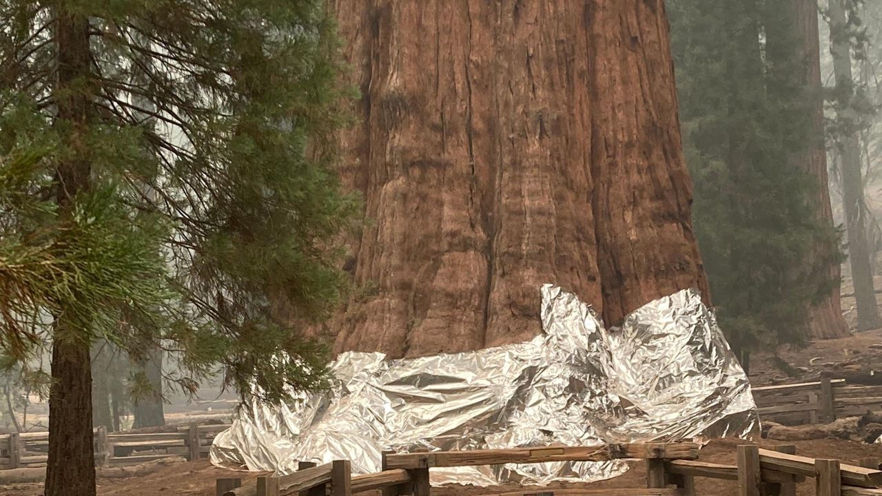 Jätteträd kläs in i folie i amerikansk nationalpark