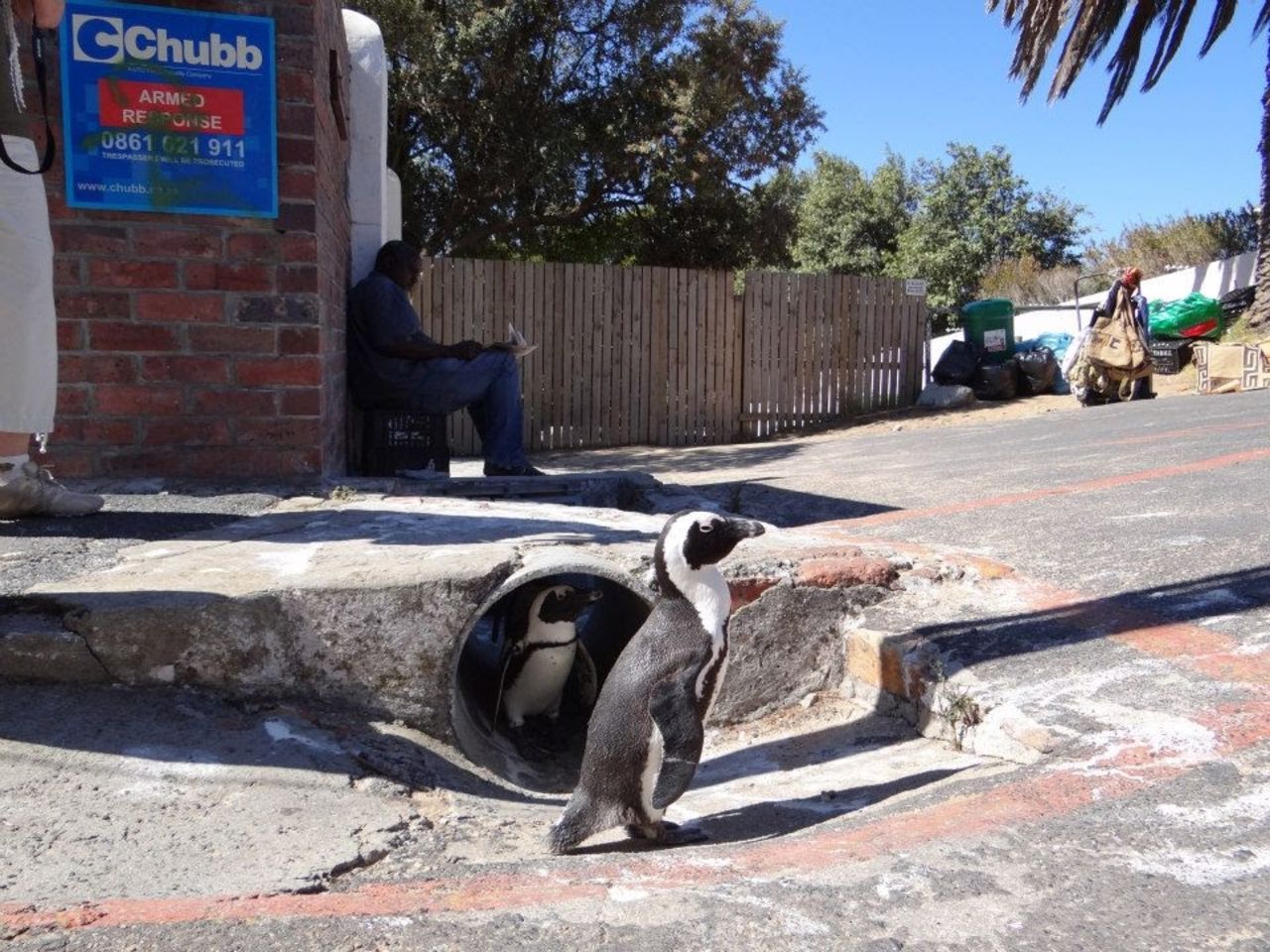 63 pingviner hittades döda i  Sydafrika