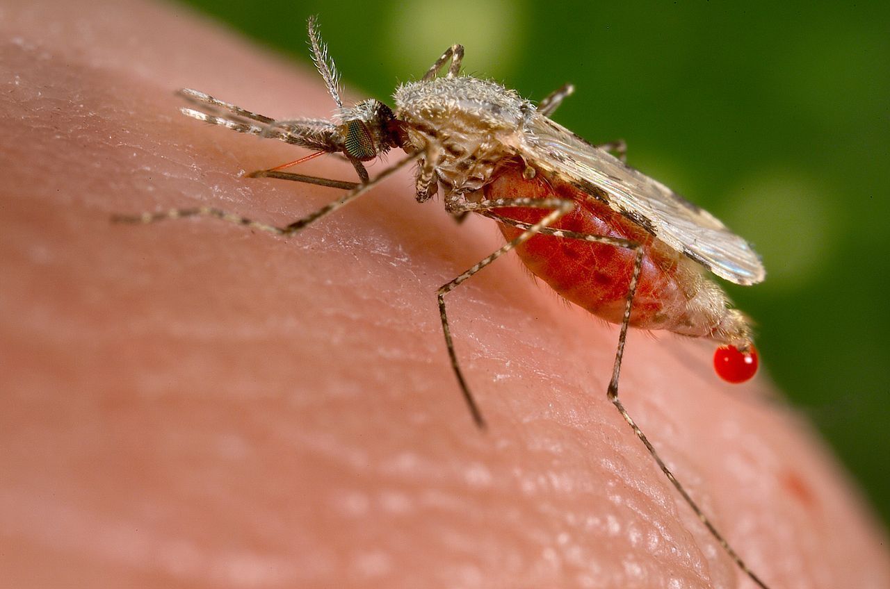 WHO godkänner vaccin mot malaria