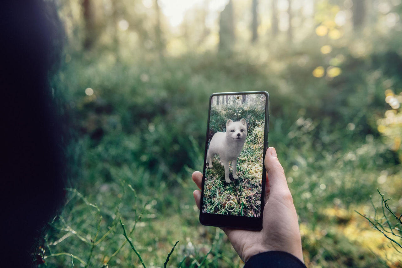 Kolla in svenska utrotningshotade djur i augmented reality