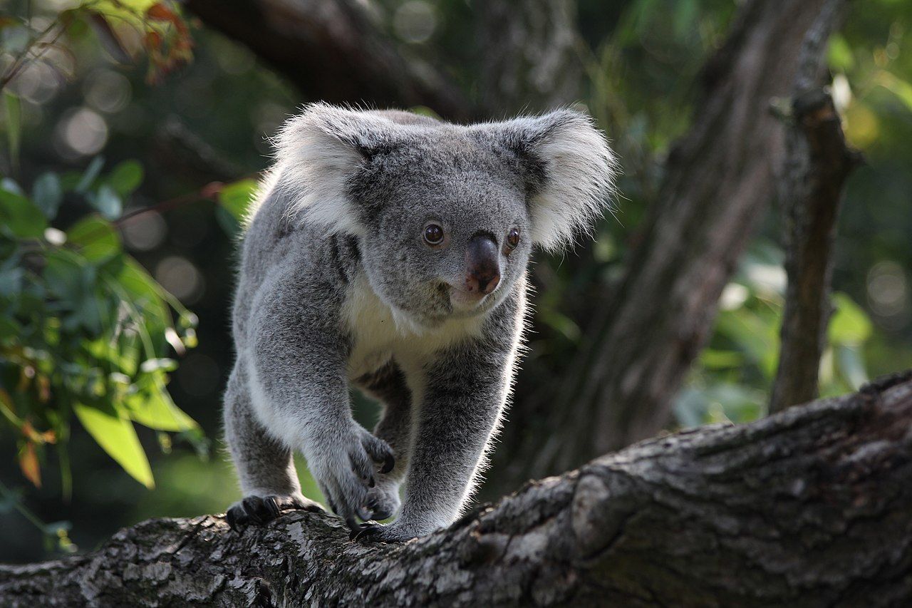 Stor spridning av klamydia bland Australiens koalor