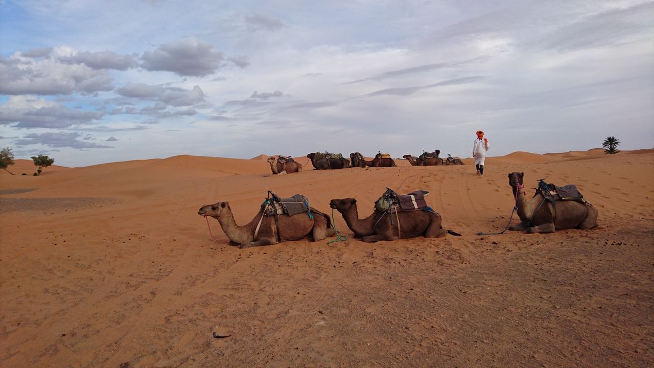 Botoxade kameler slängs ut från skönhetstävling