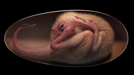 Tumnagel