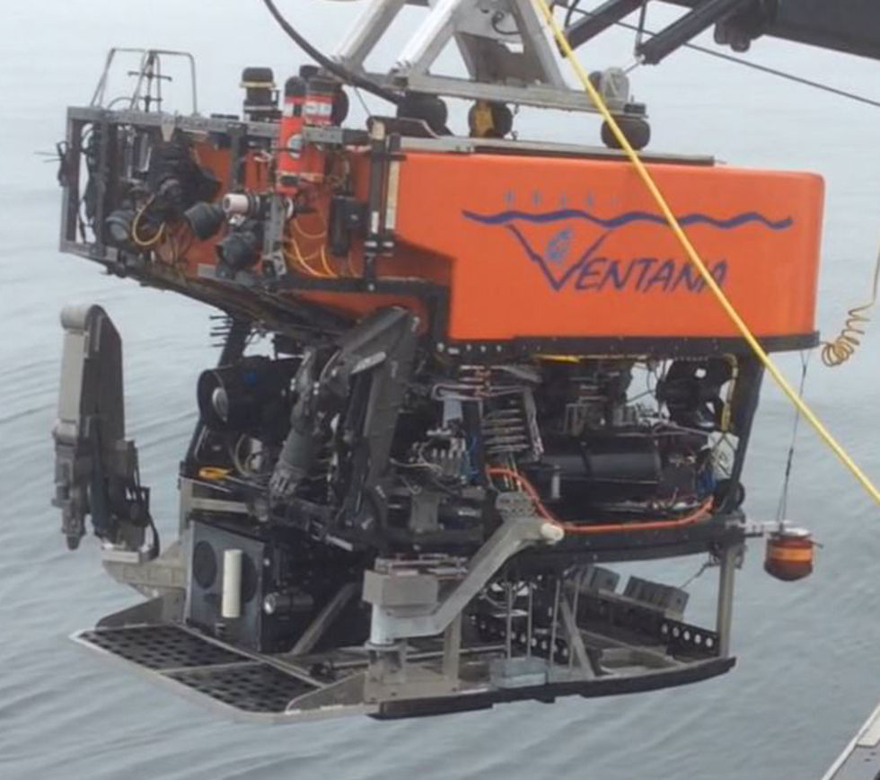 Kolla in fisk med genomskinligt huvud