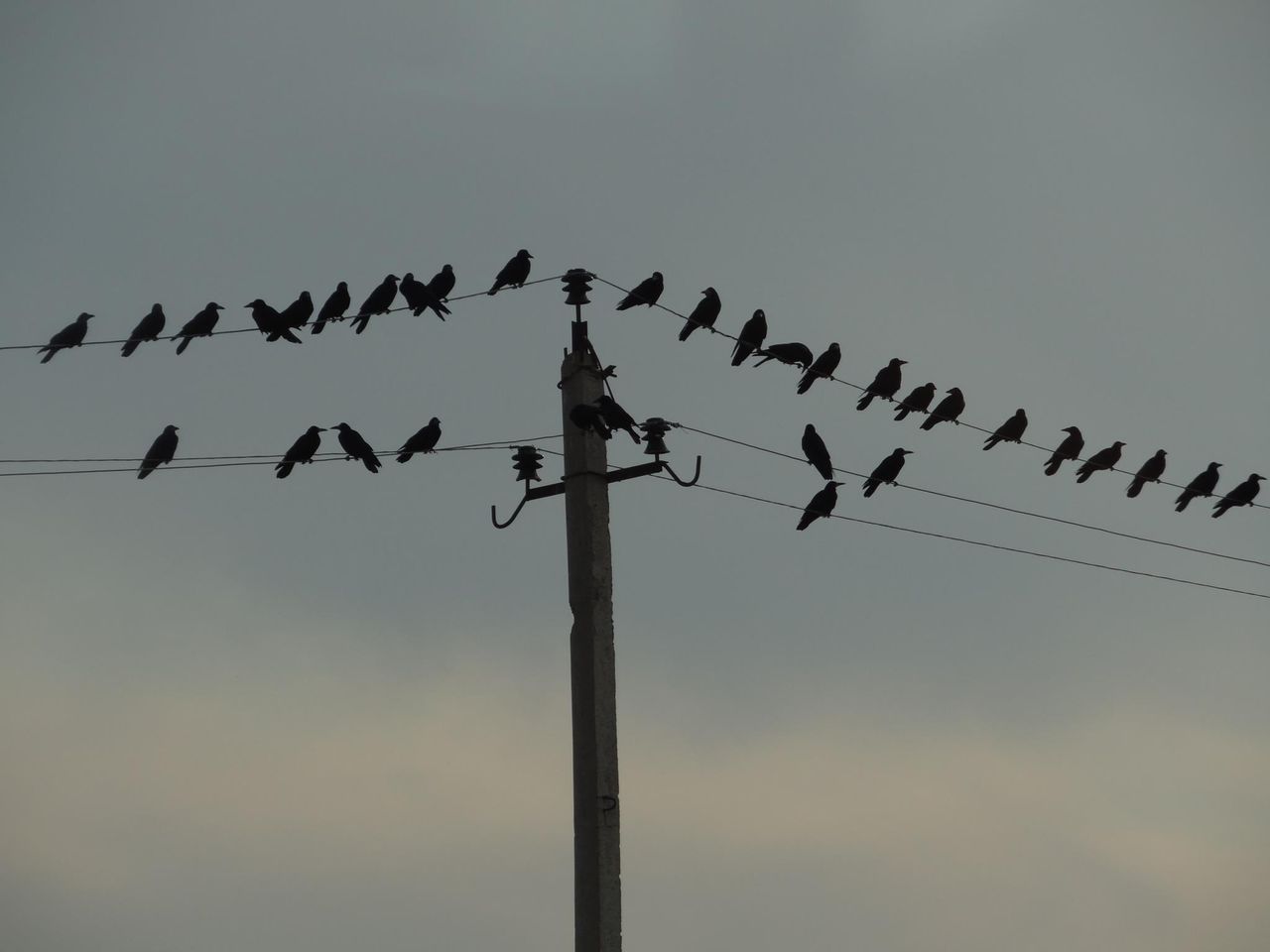 Twitter tar fram funktion för begränsad delning