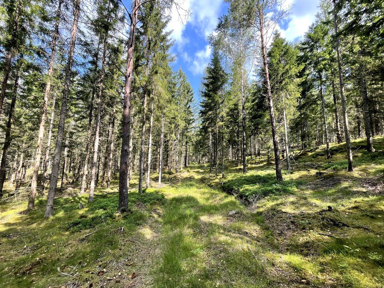 Ny studie uppskattar att jorden har över 73.000 trädarter