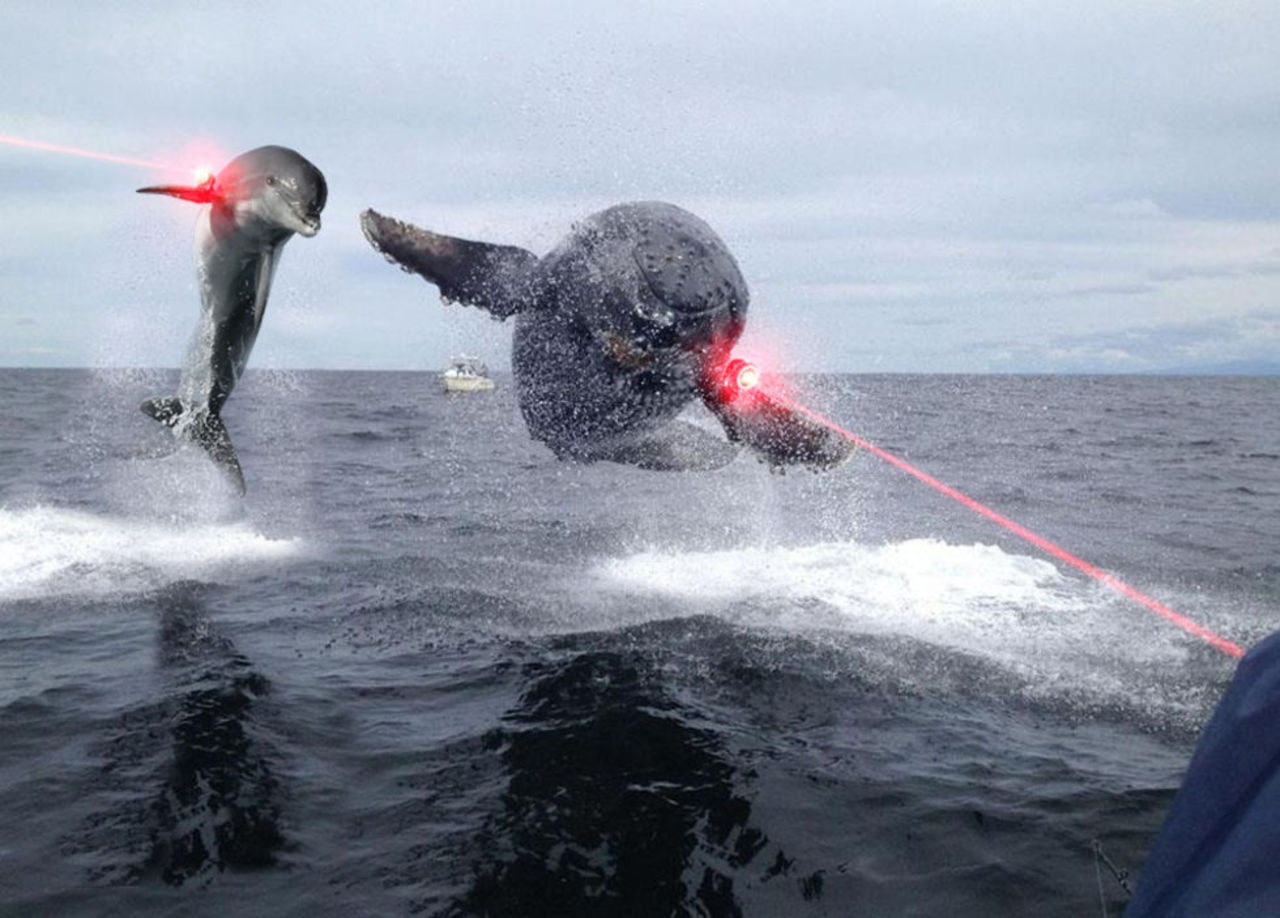 Ryssland sägs ha börjat använda sina stridsdelfiner