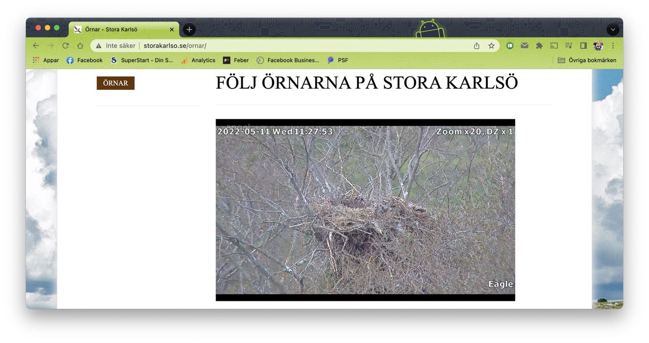 Nu kan du följa häckande havsörnar live