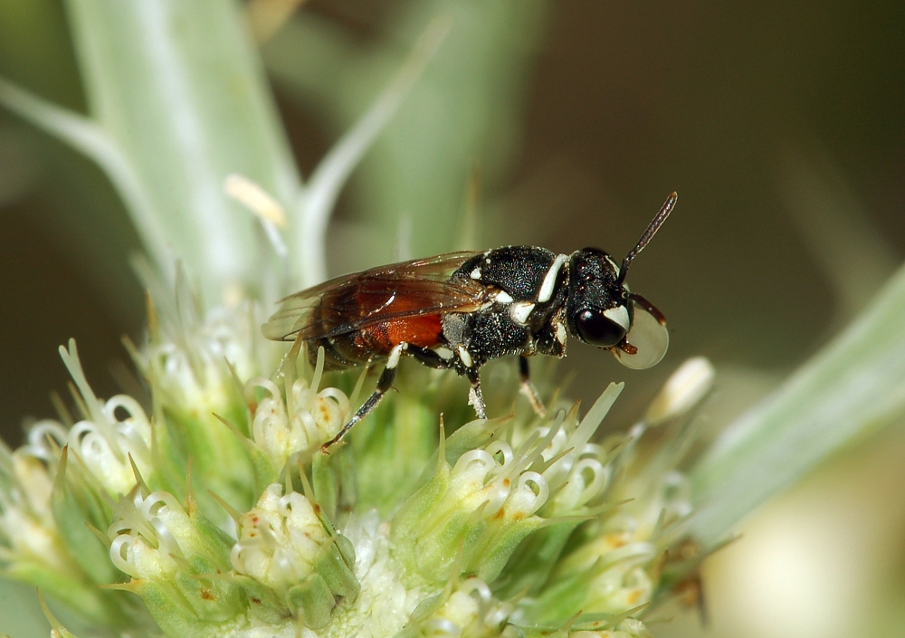 Humble Bee Bio vuole riparare le bioplastiche dal regno animale.  Le api sono abili in qualcosa di più del semplice impollinazione dei fiori.