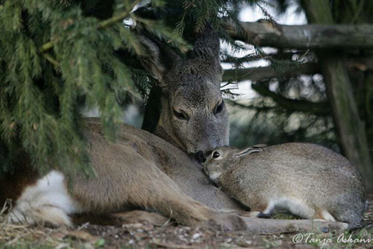 Verklighetens Bambi & Stampe