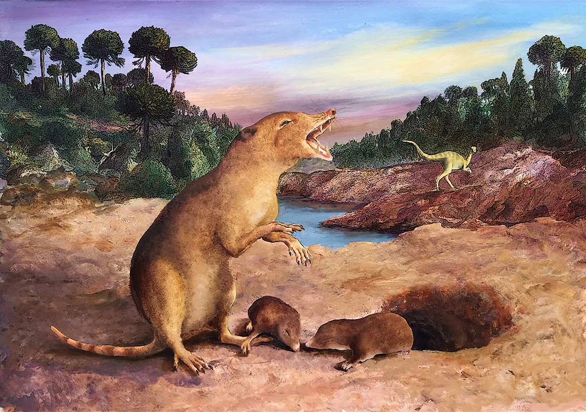 Gli scienziati identificano il mammifero più antico fino ad oggi.  Brasilodon quadrangularis visse contemporaneamente ai dinosauri.
