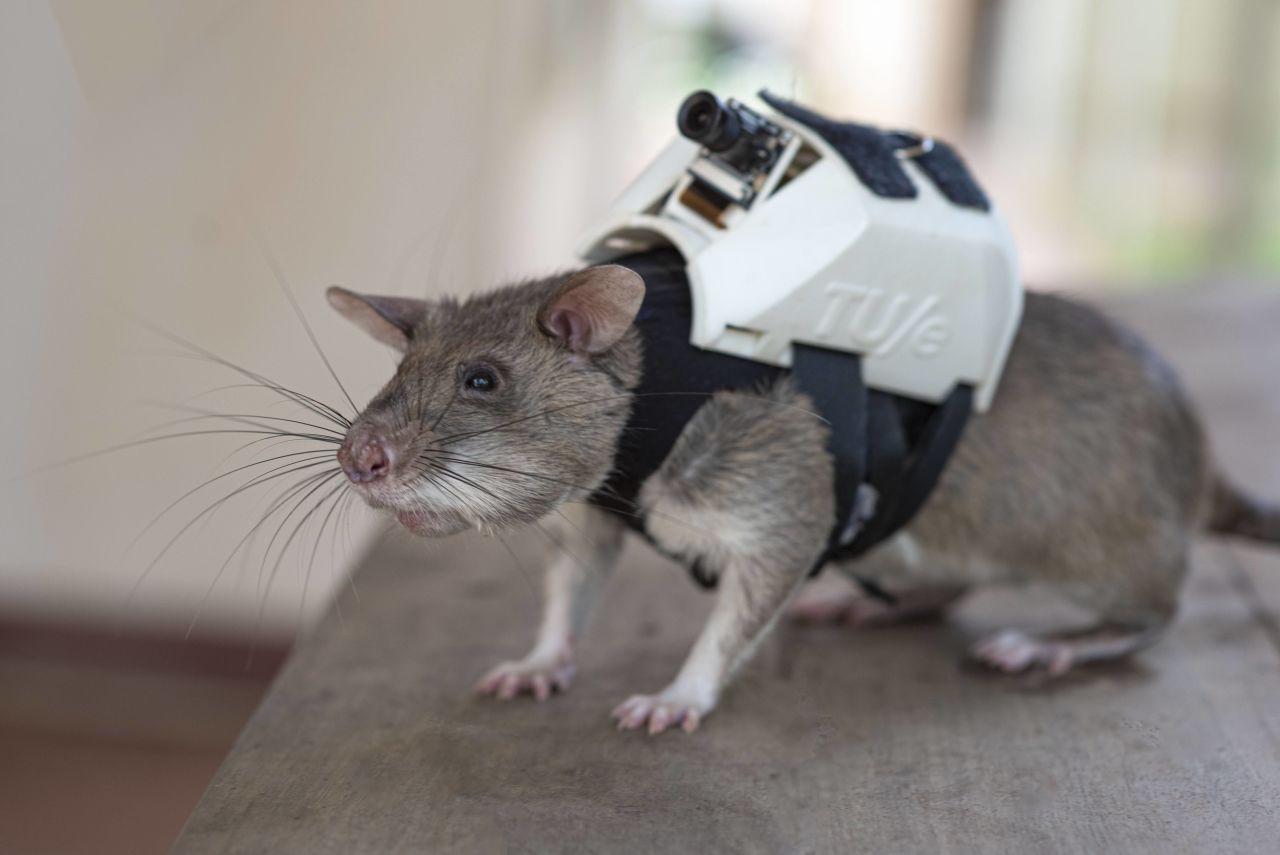 Mice must be trained for rescue and search missions.  Small rodents can be used for purposes other than searching for mines.
