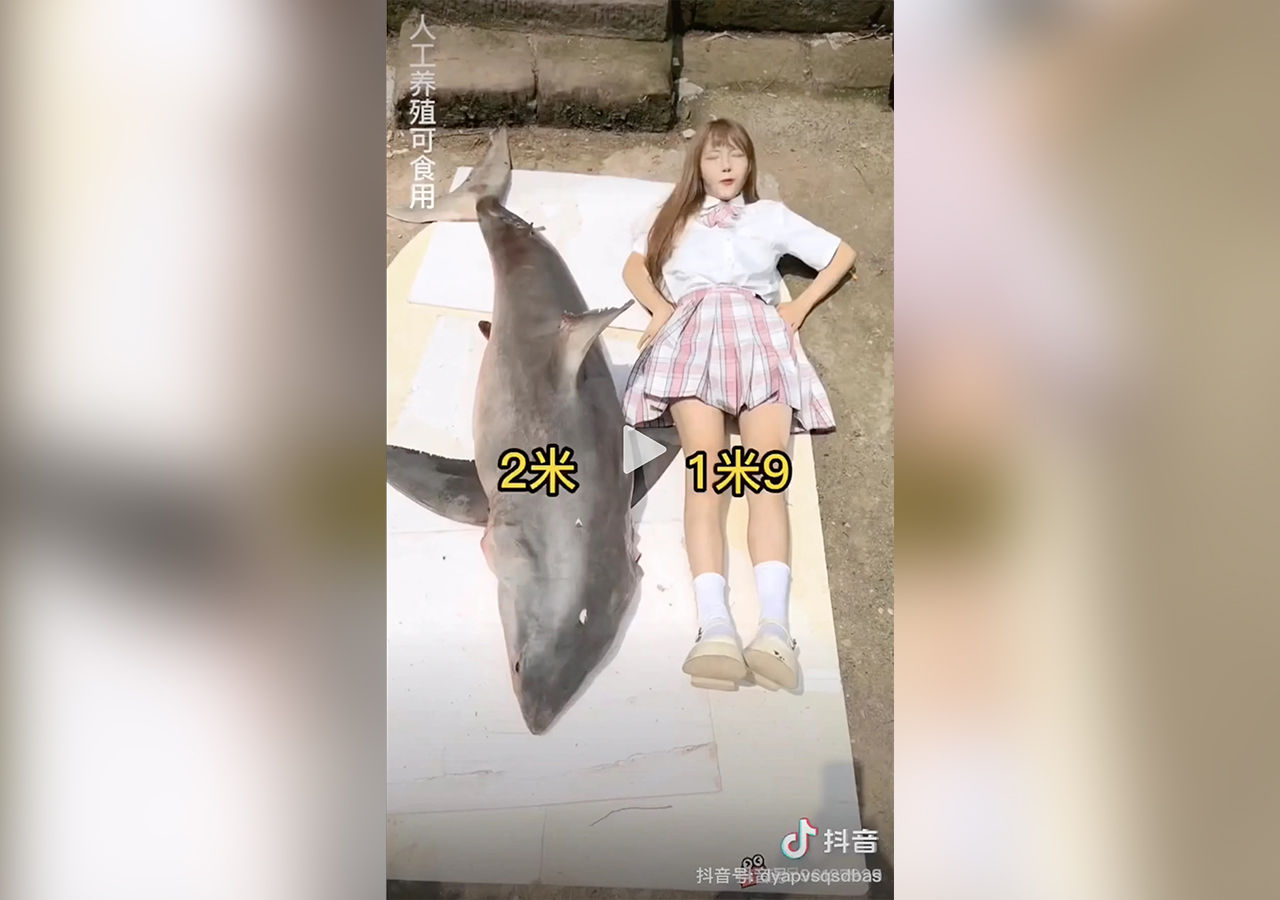 Kinesisk matbloggare bötfälls efter att ha ätit vithaj