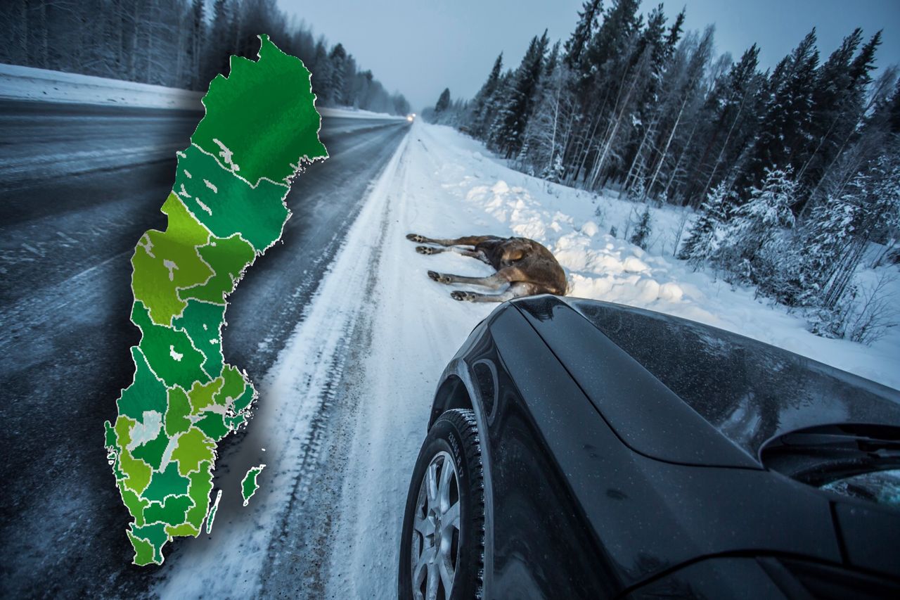 Viltolyckorna minskade förra året