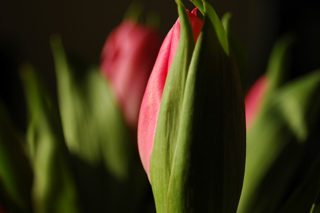 Varma vintern ställer till det