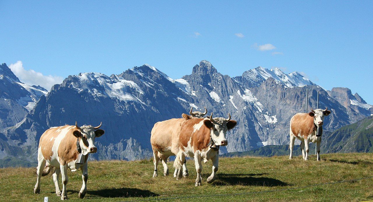 Ko åkte tåg i Schwiez