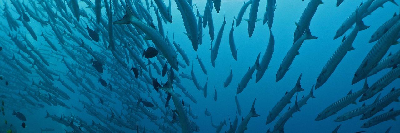 Historiskt avtal ska skydda djuphaven