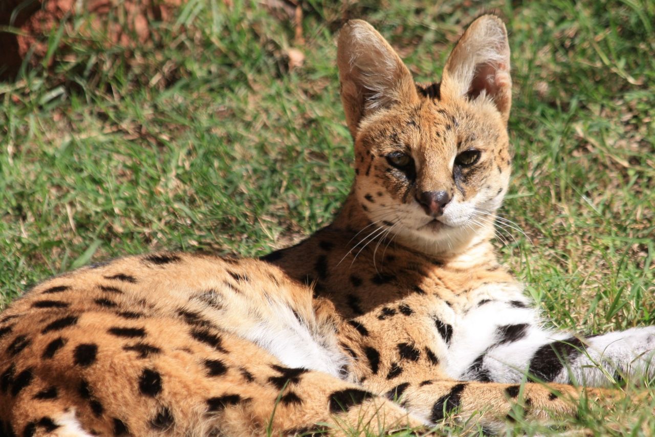 Serval med kokain fångad i USA