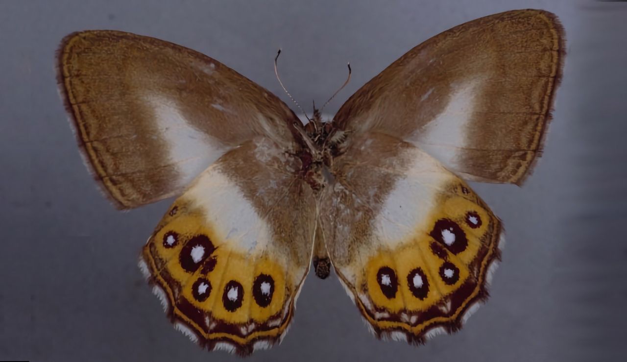 New butterfly species named after Sauron