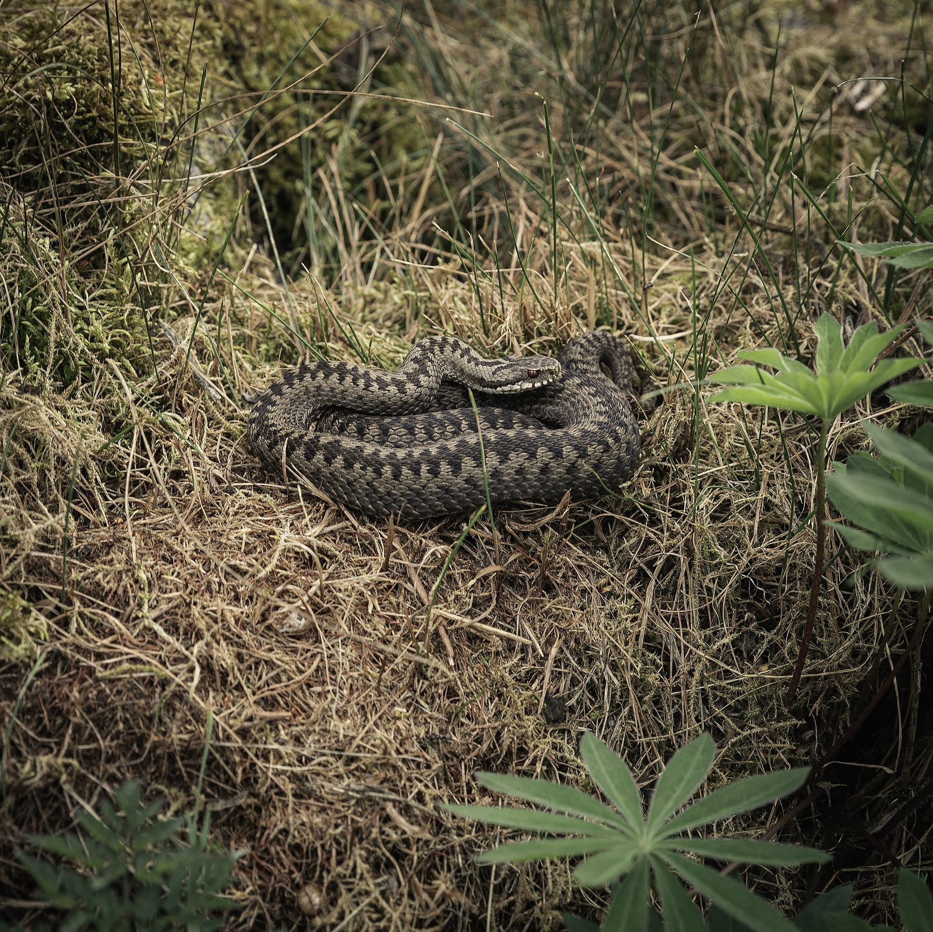 Man i Västra Götaland död efter ormbett