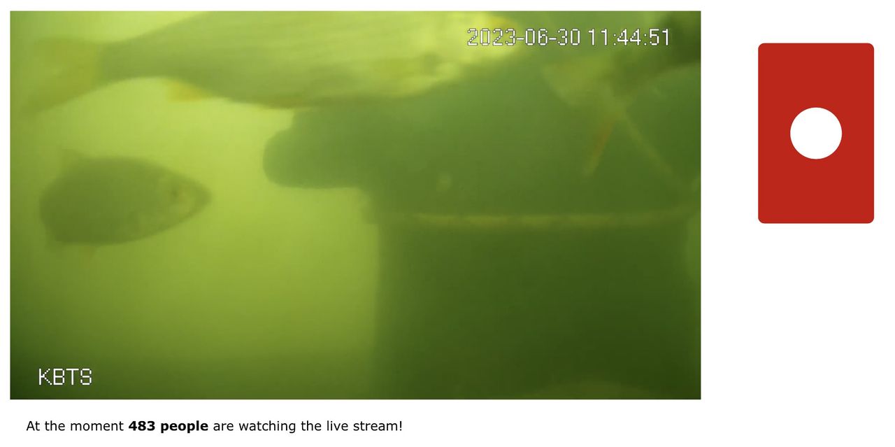 Hjälp fiskar att knacka på dörren