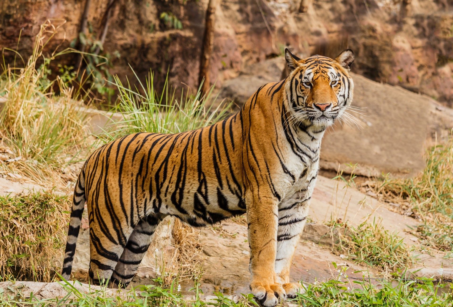 Indiens tigerpopulation fortsätter att växa