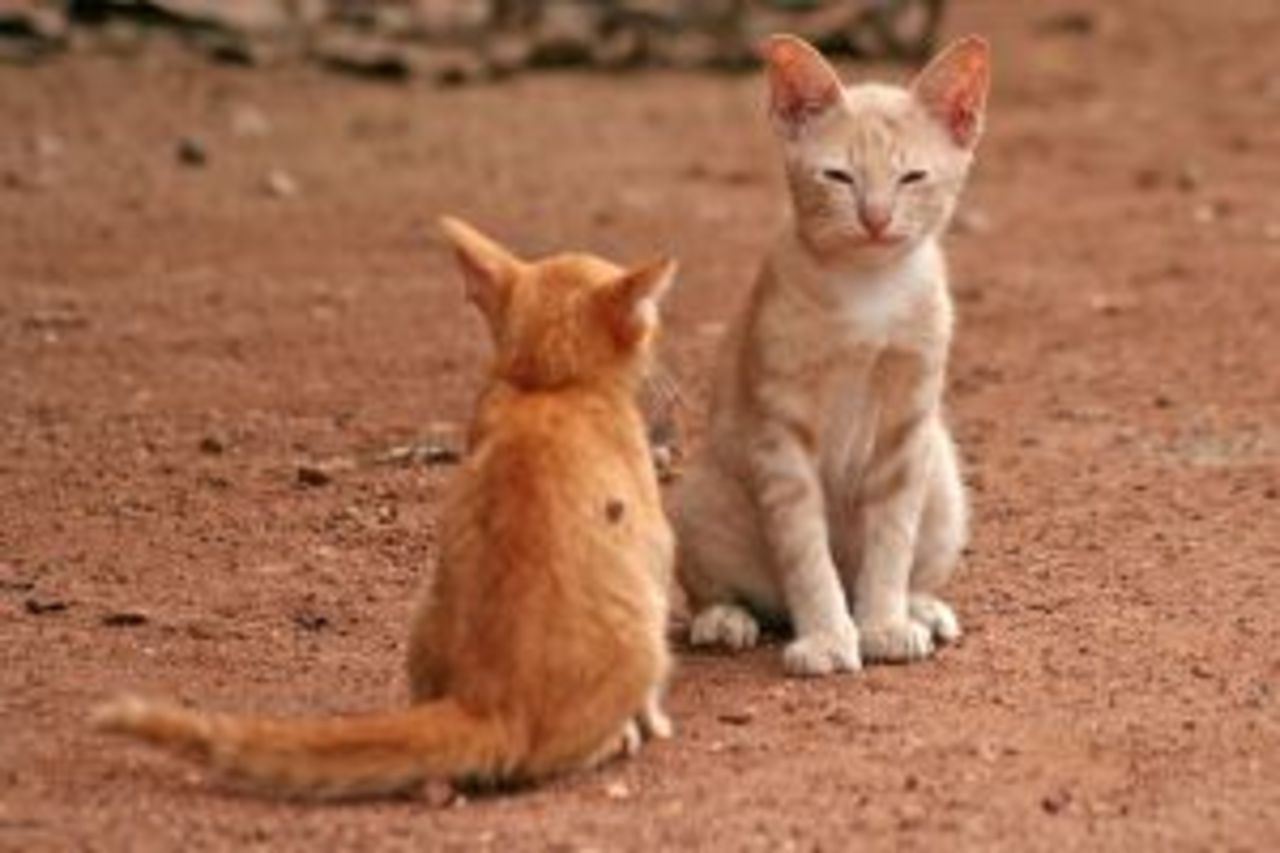 Män blir dummare av katt-parasit