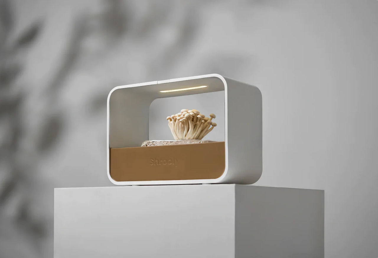 Odla svamp hemma med Shrooly