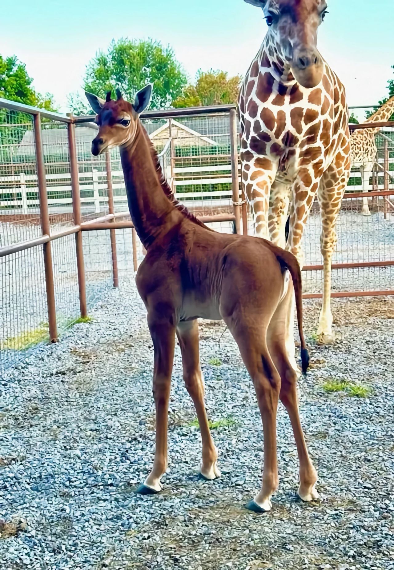 Giraff utan fläckar född på djurpark i USA