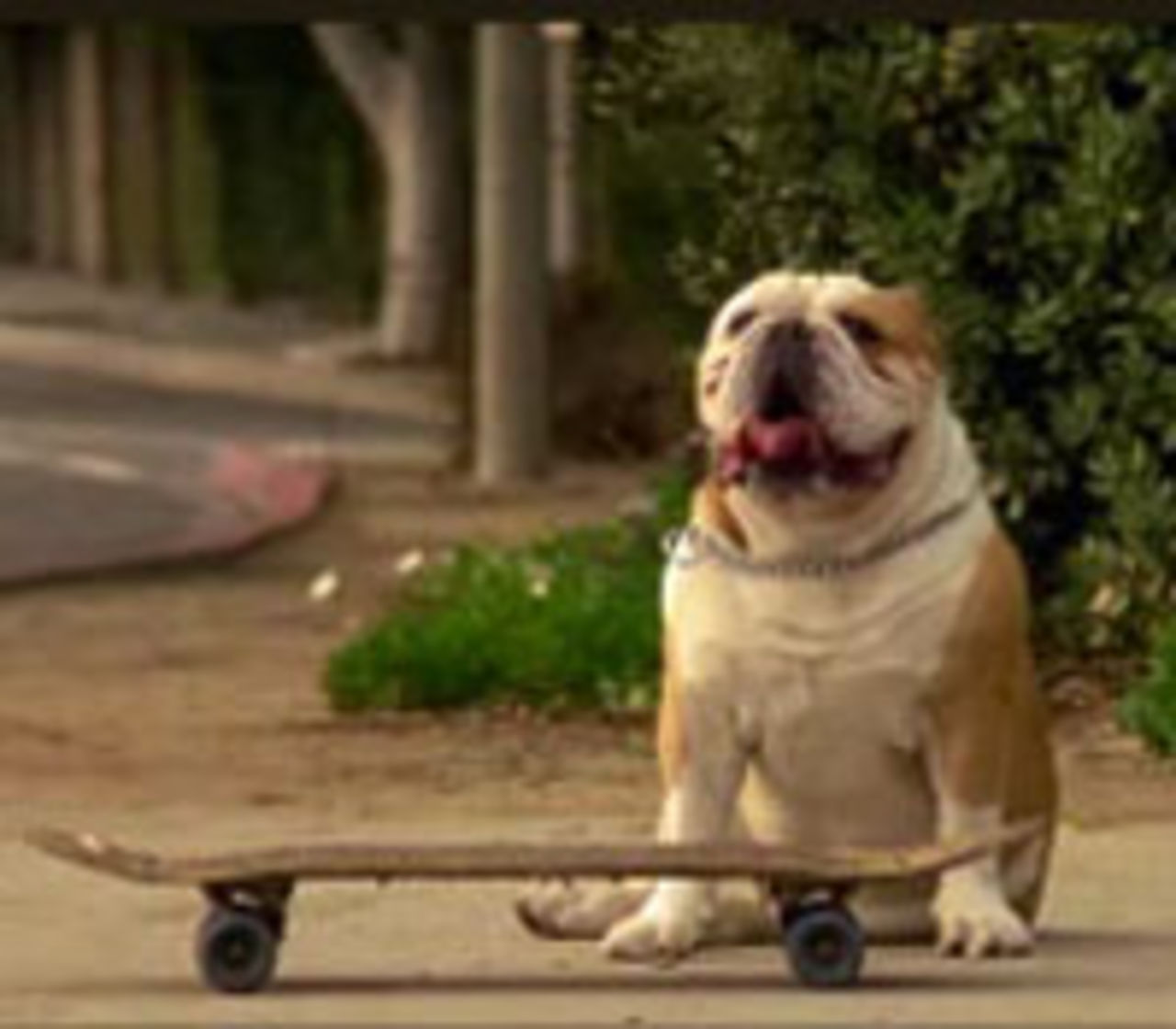 Tyson den skateboardande bulldogen