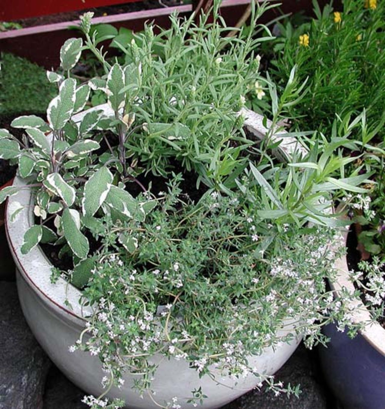 Vårkänslor: Odla nyttoväxter på balkongen