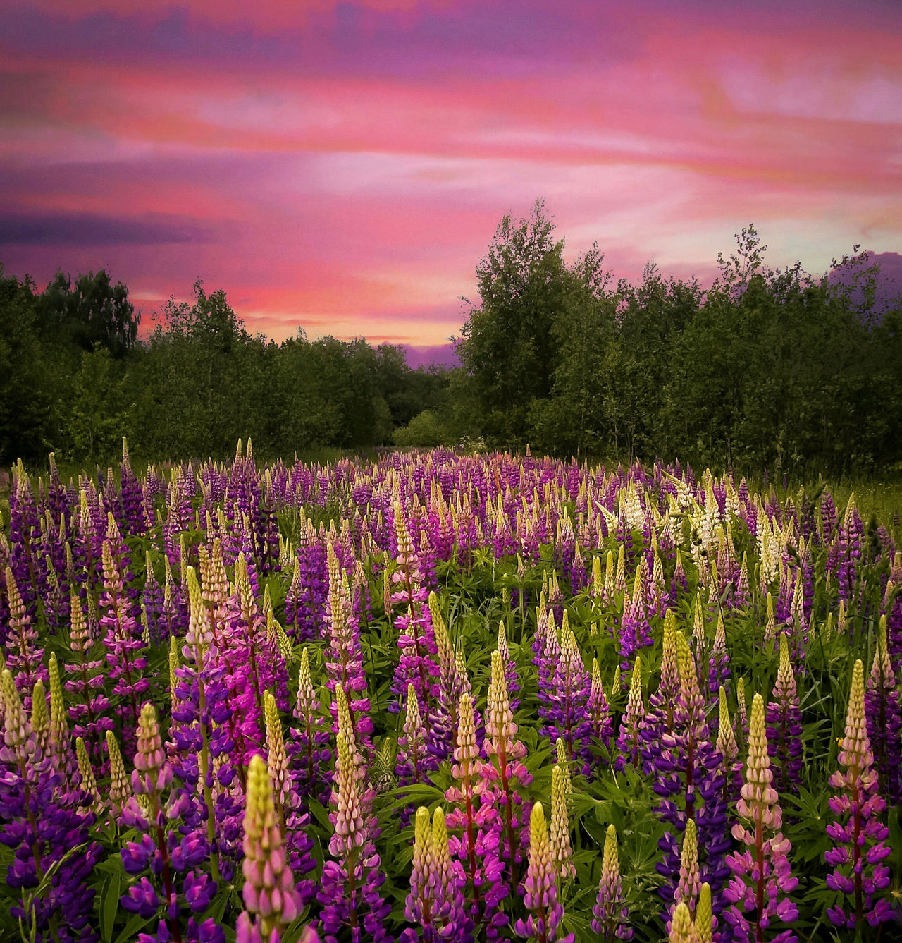 Invasiva arter orsakar skador för miljarder årligen