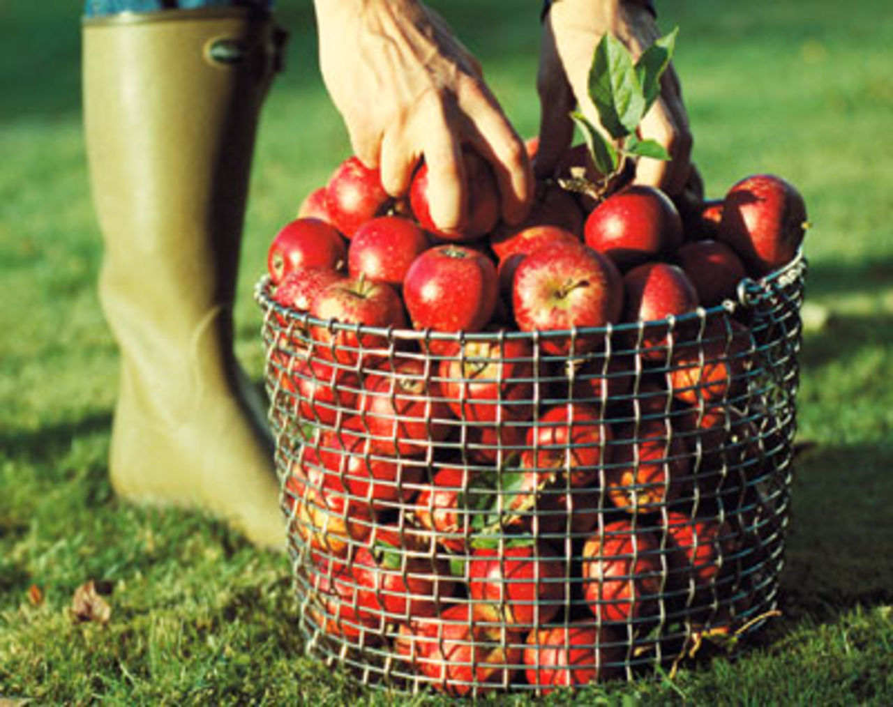 Vårkänslor: Årets trädgårdsprodukt