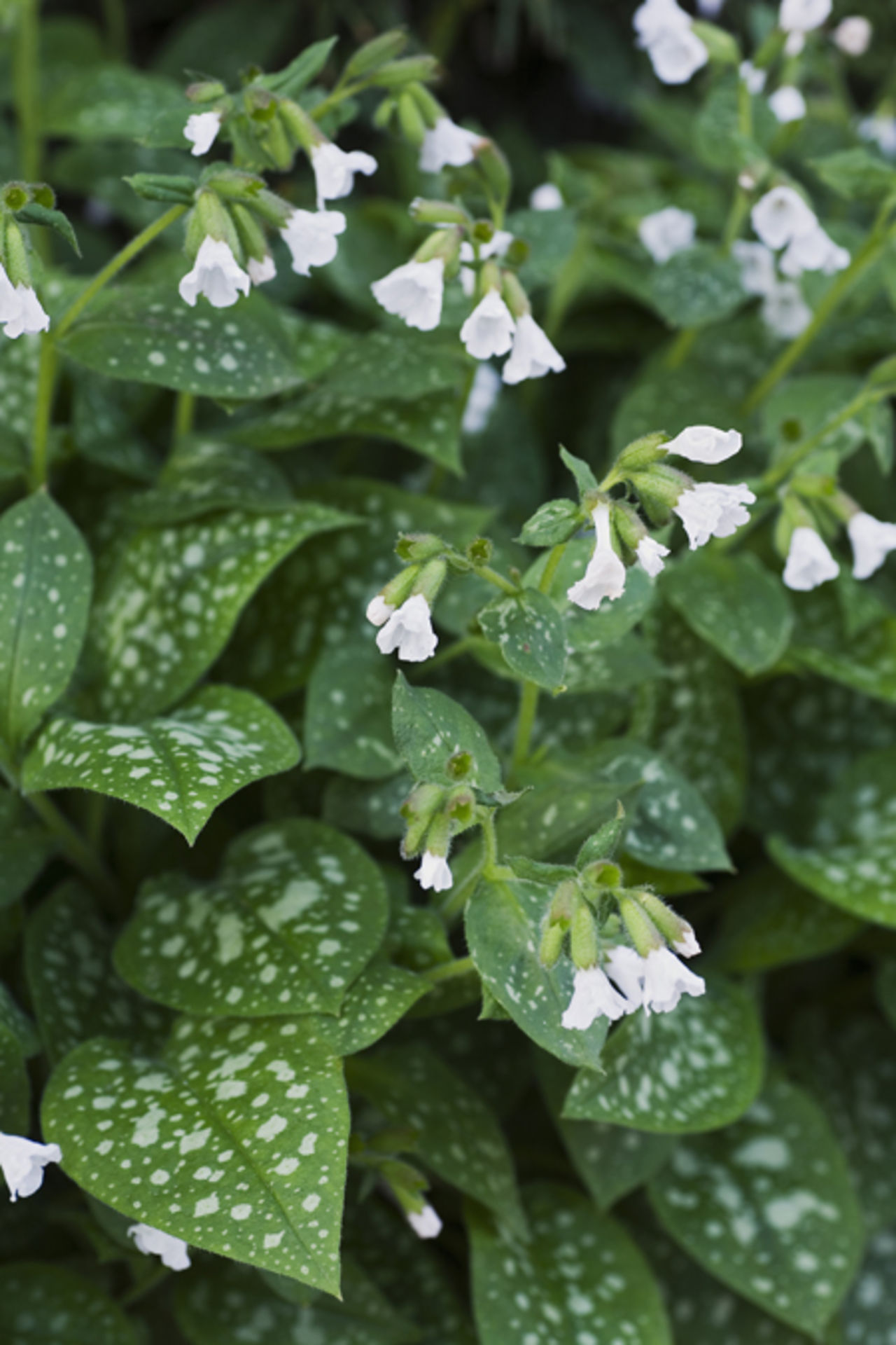 Vårkänslor: Lungörten blev Årets perenn 2008