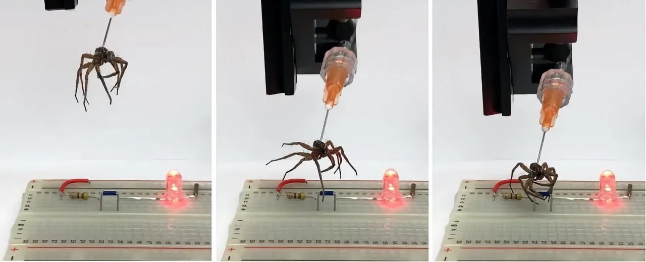 Årets Ig Nobel Prize utdelat